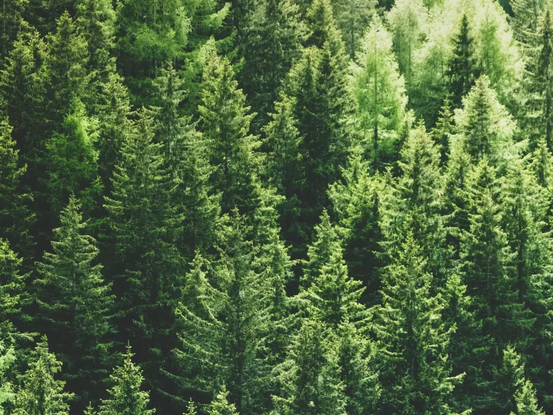 Timber Insights: Pressure Treated Pine